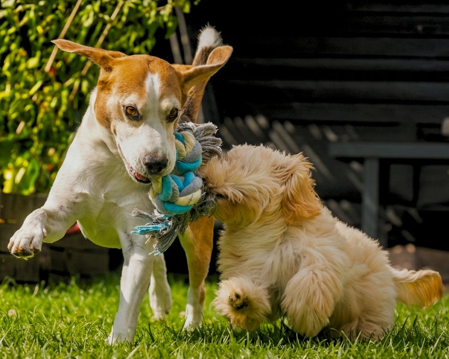 Pet dogs and cat having fun