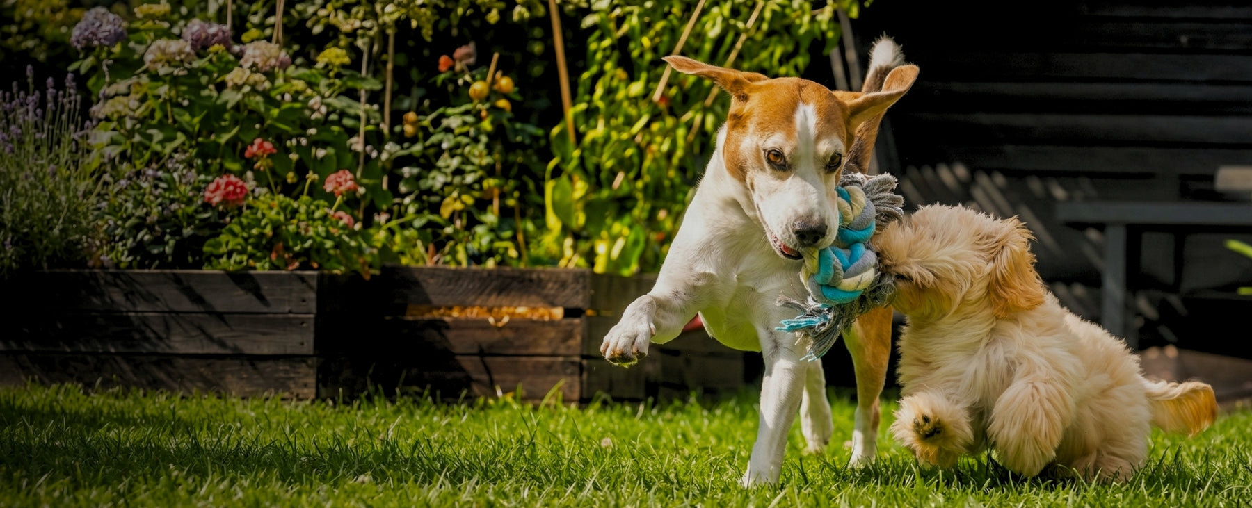 Pet dogs and cat having fun